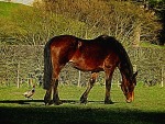 Horse and Pheasant